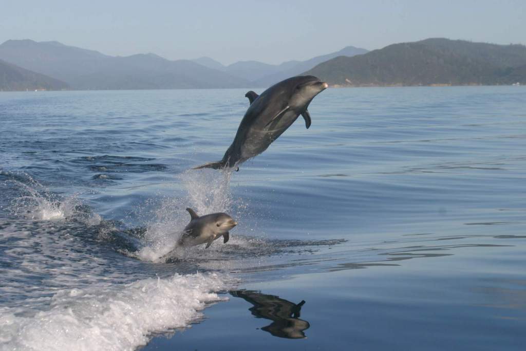 Swim with dolphins &amp; wildlife cruises